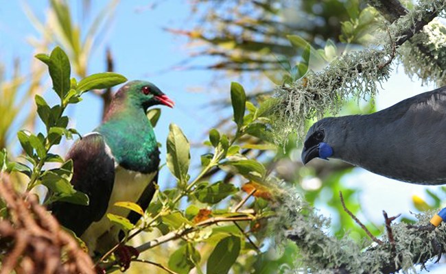 Tiri Wildlife Landing.jpg