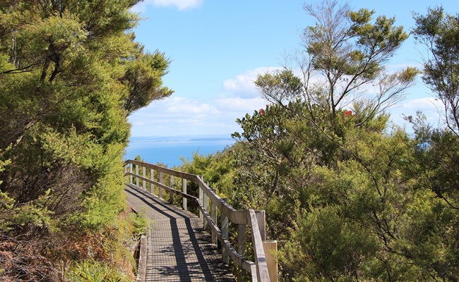 Rangitoto Walking Track Landing.jpg