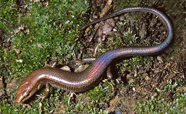 Rainbow Skink 565.jpg