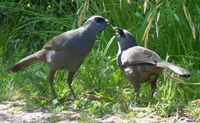 Kokako on Tiri.jpg