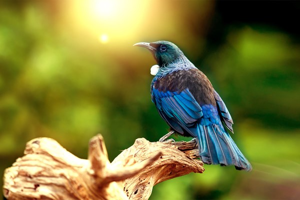 dawn-chorus_tui.jpg