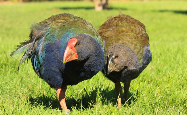 Rotoroa_takahe.JPG