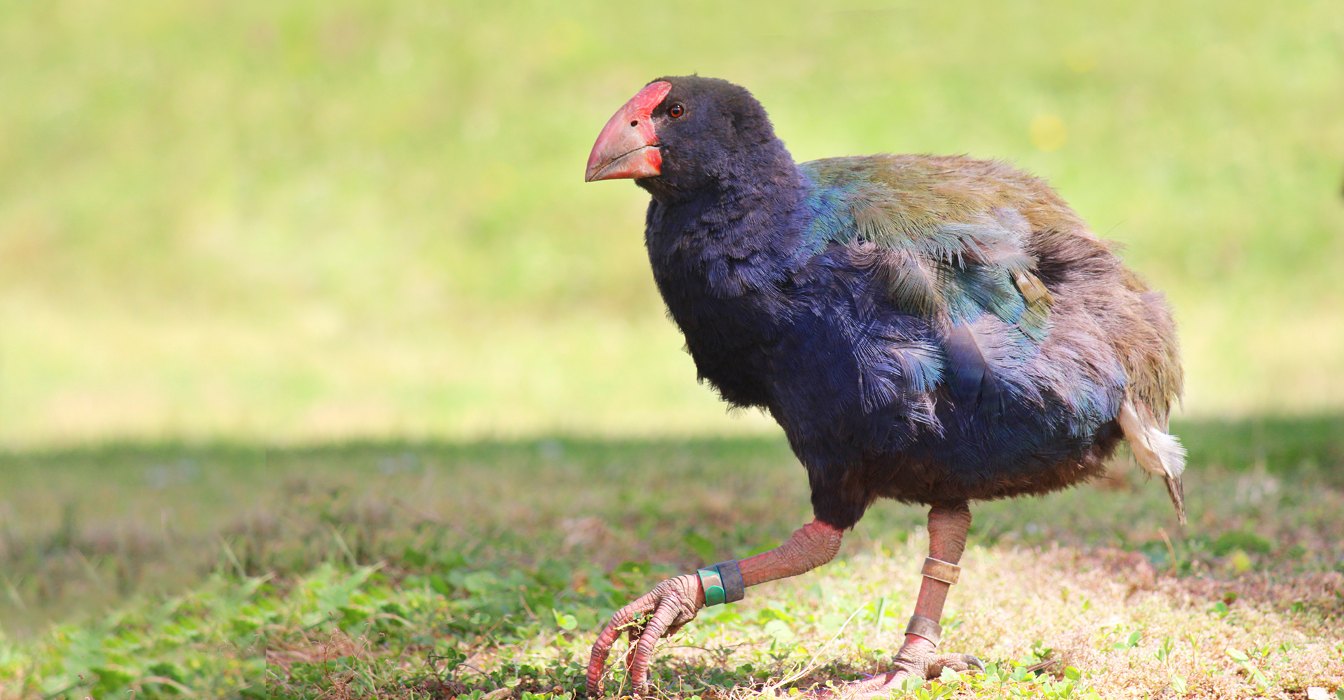 Takahe walking on Rotoroa Island, New Zealand