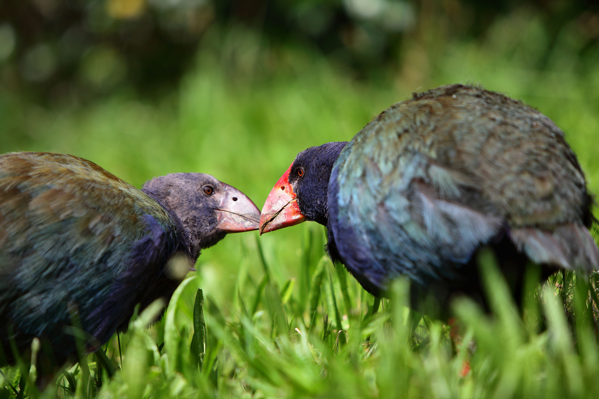 Two Takahe on Tiritiri Matangi Island