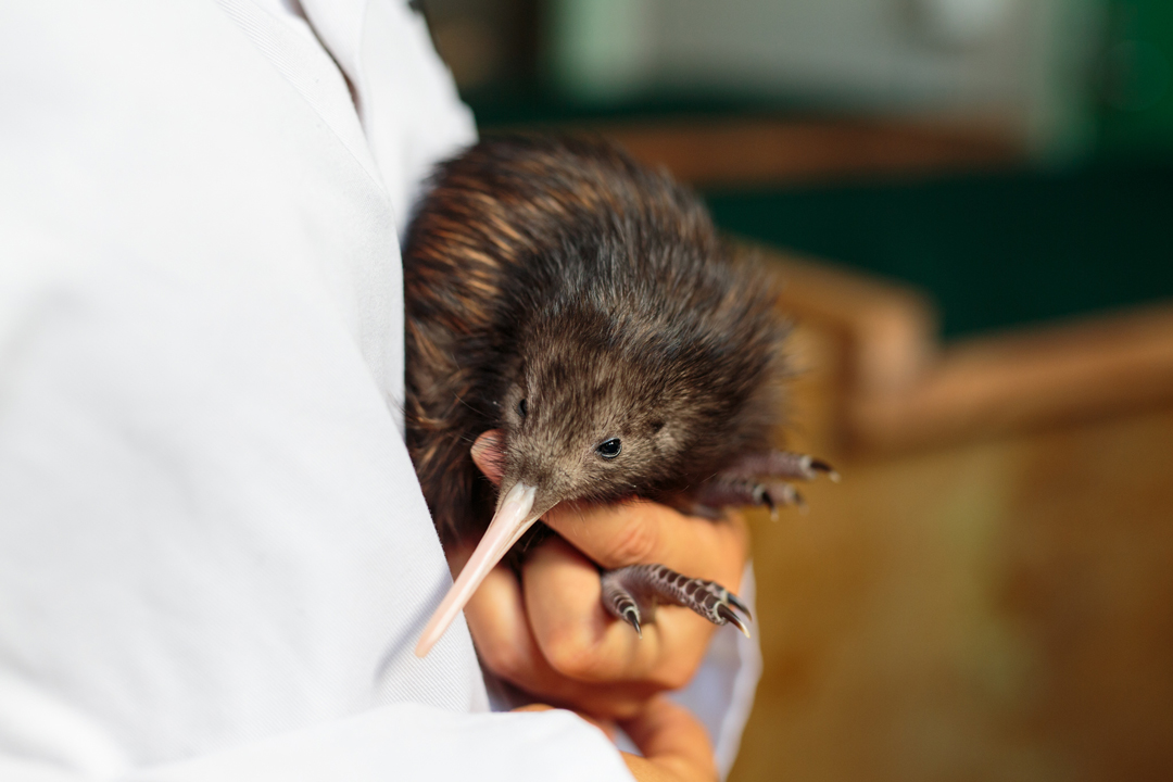 Kiwi chick being released on Rotoroa Island, by Auckland Zoo