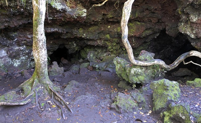 Lava Caves, Rangitoto Island