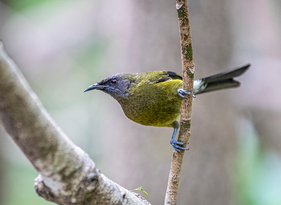 Native Birdlife, Hauraki GUlf