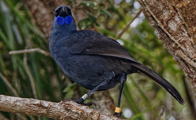 Kokako (blue wattled crow), Hauraki Gulf