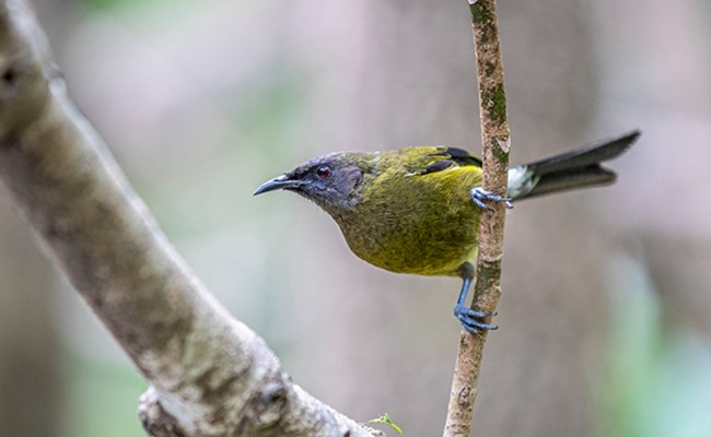 Korimako (bellbird), Hauraki Gulf