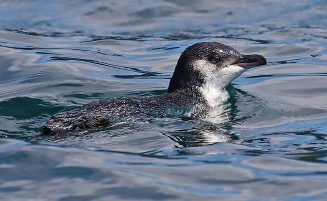Korora (little blue penguin), Hauraki Gulf