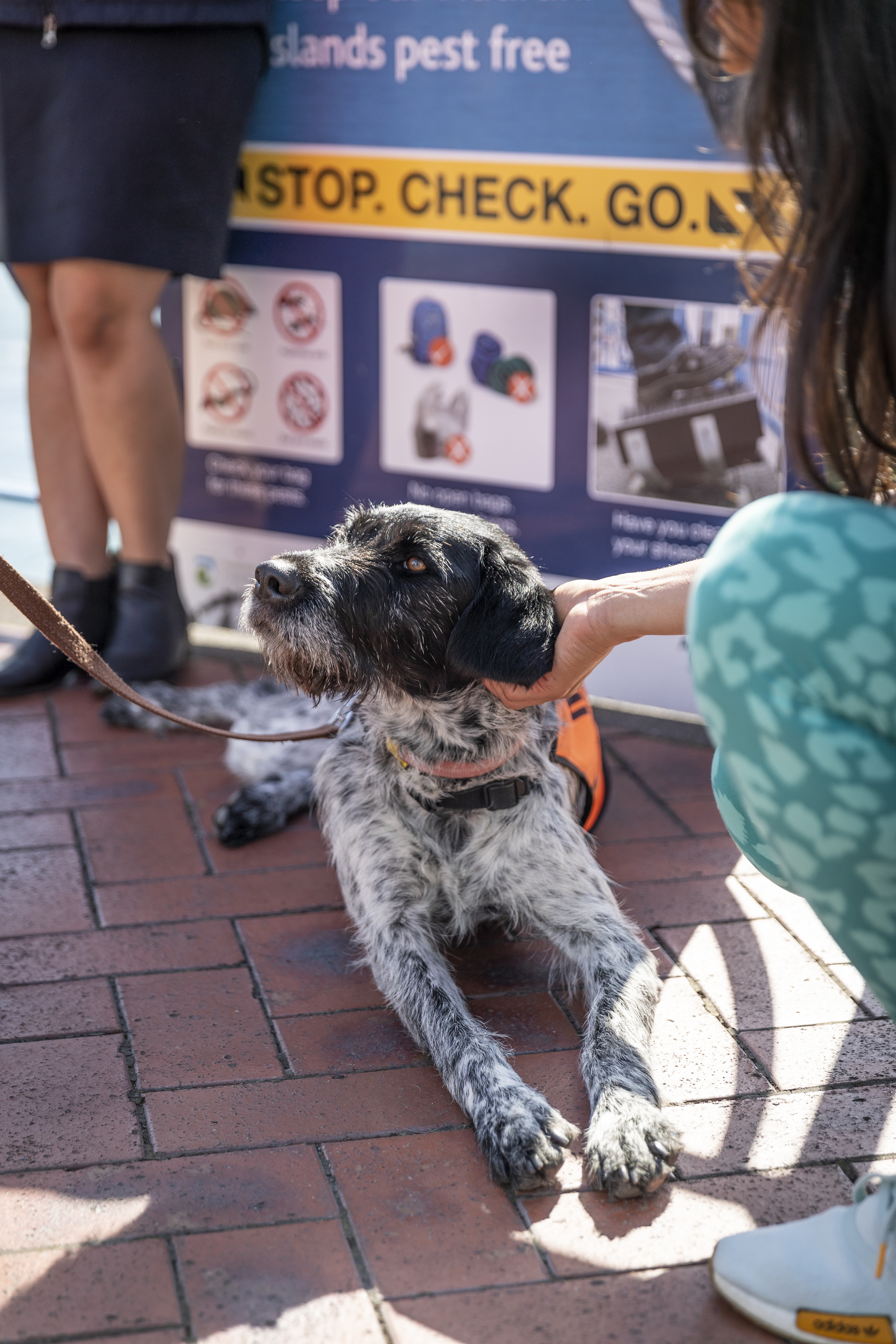 fullers360 pets and dogs on board ferries
